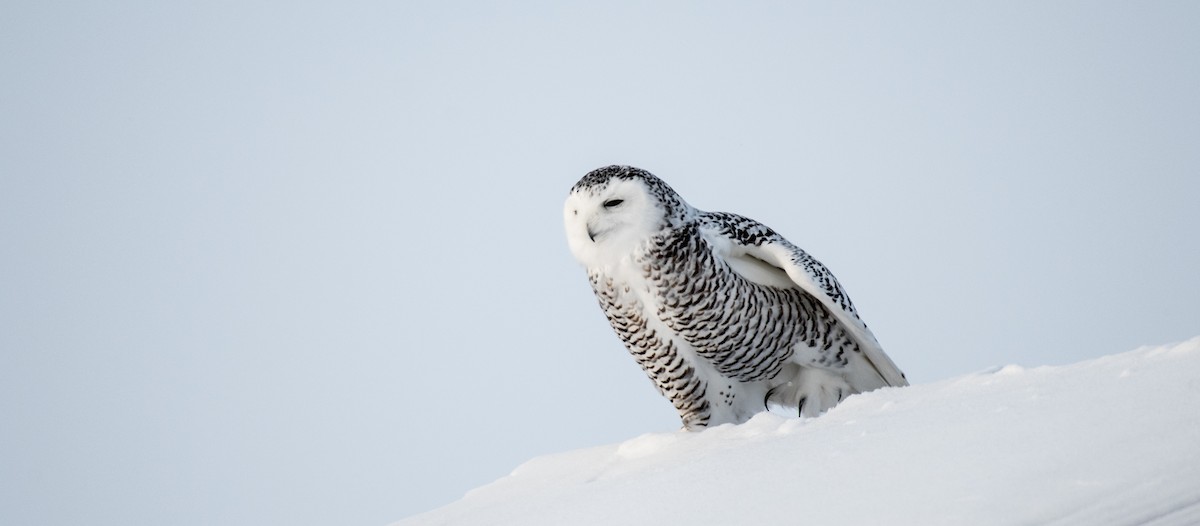 Snowy Owl - Simon Boivin