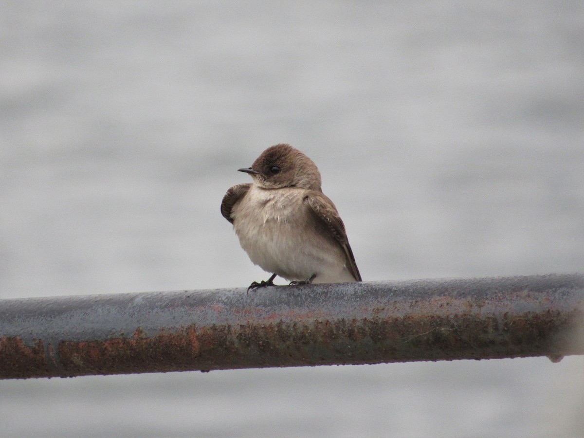 Northern Rough-winged Swallow - ML441269911