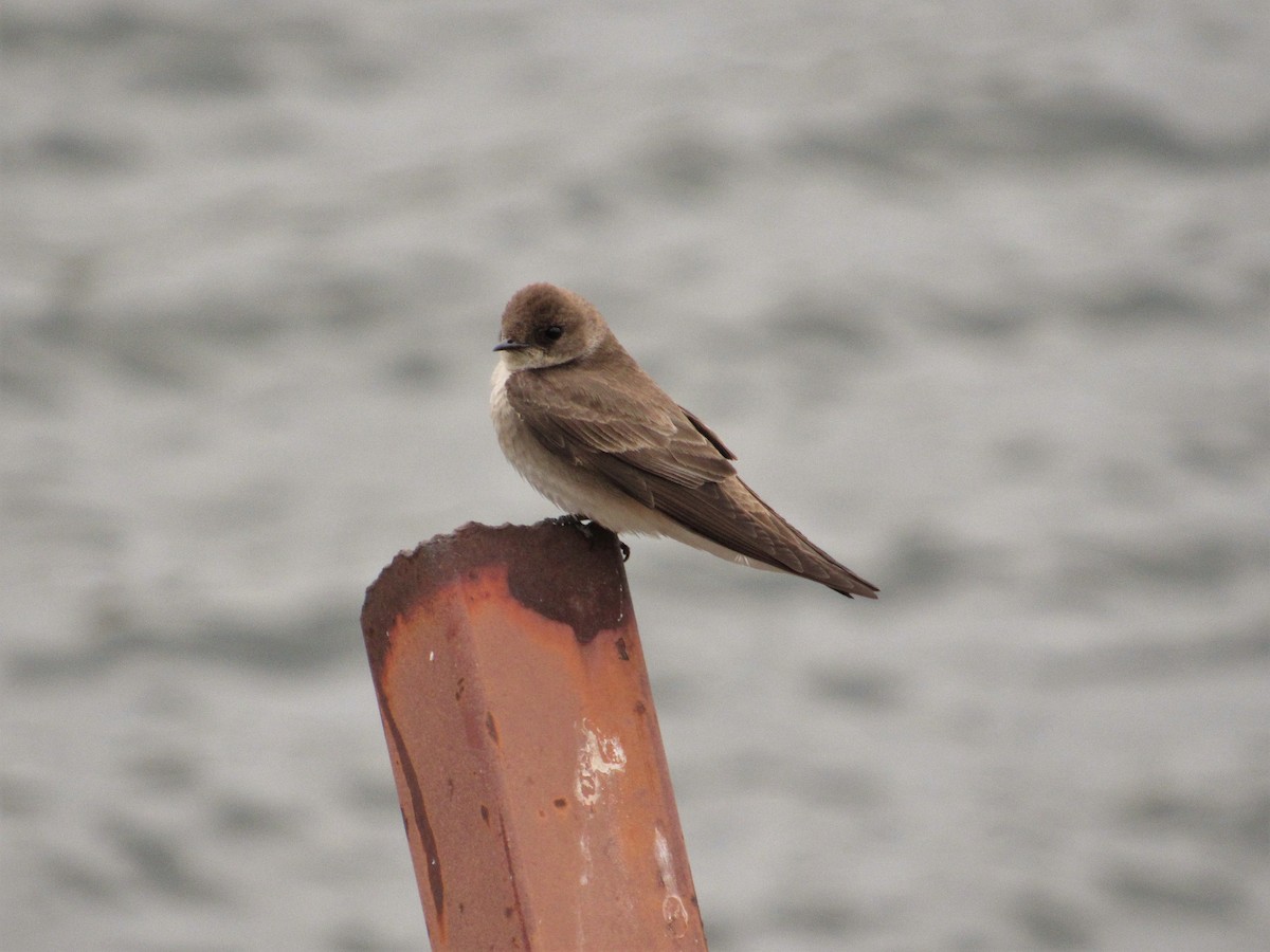 Northern Rough-winged Swallow - ML441269921