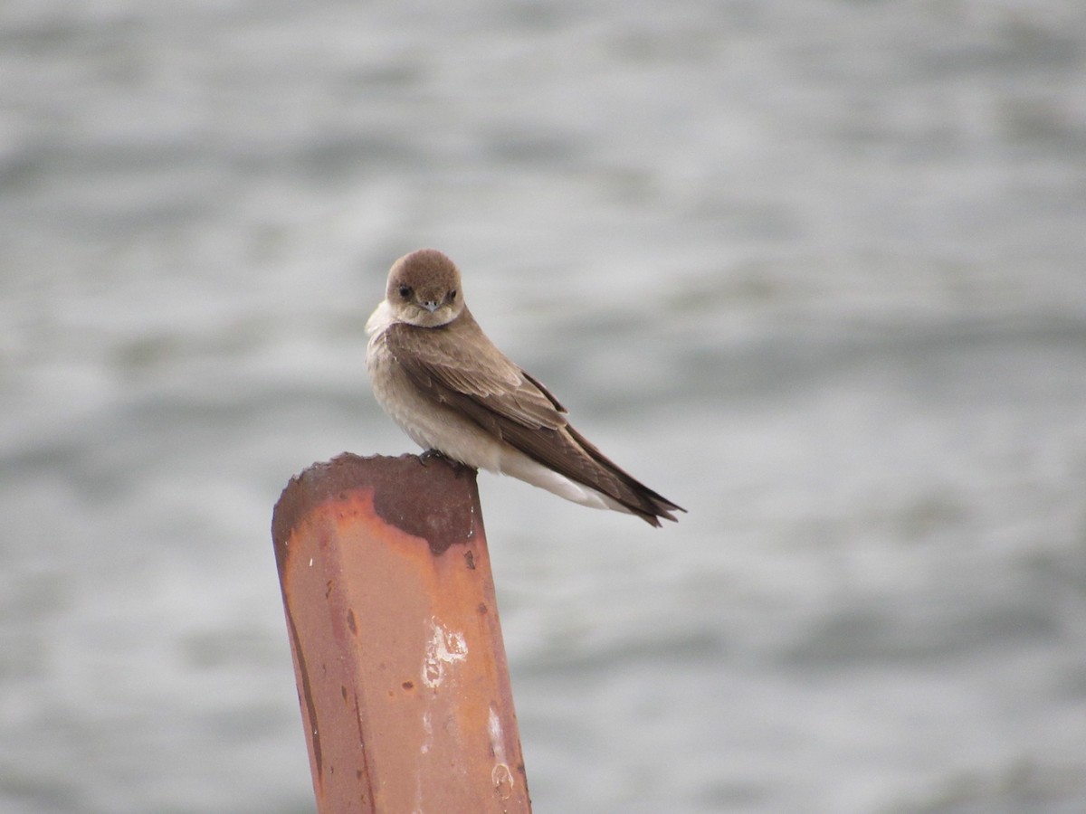 Northern Rough-winged Swallow - ML441269931