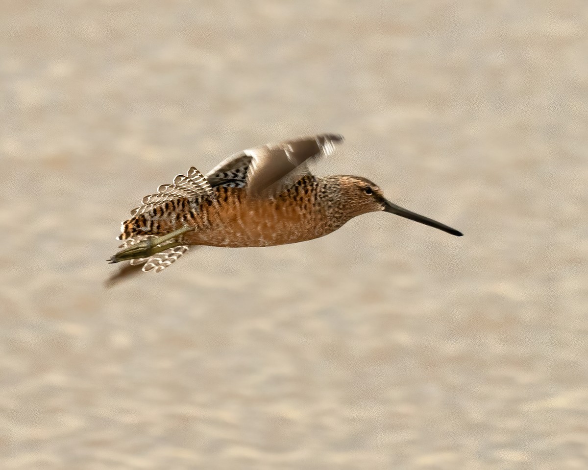 Long-billed Dowitcher - Mike Yough