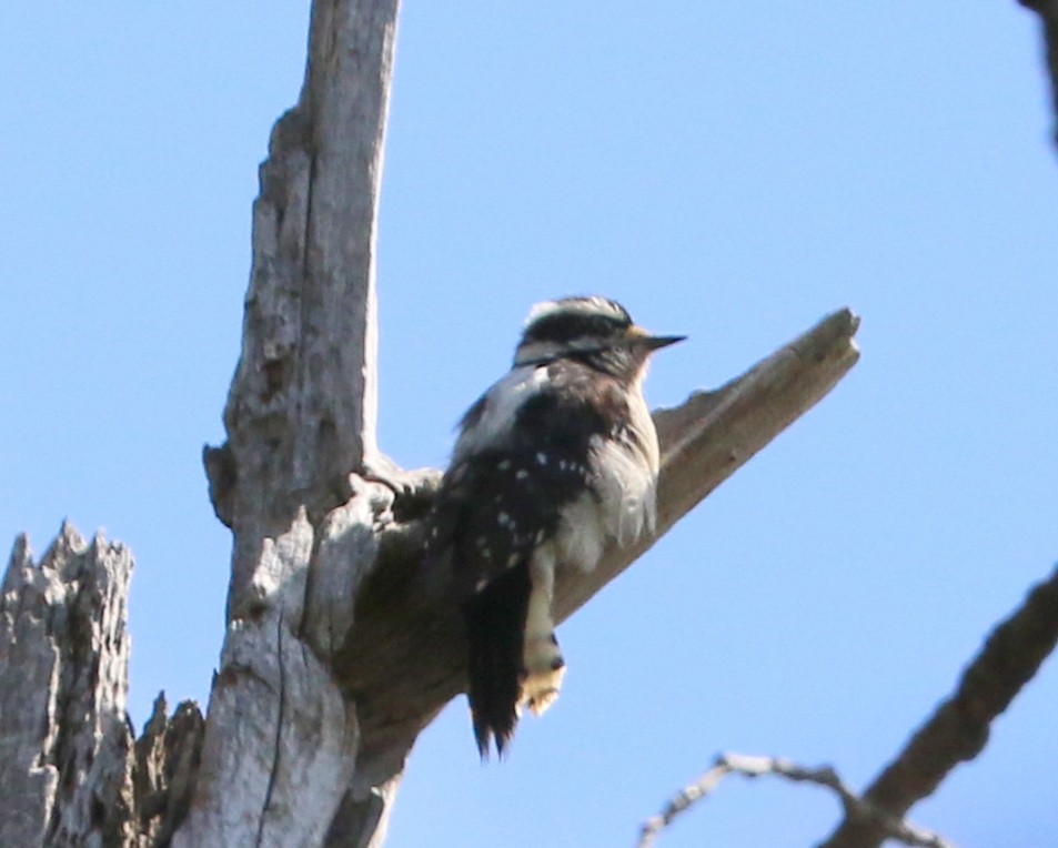 Downy Woodpecker (Pacific) - ML441283421