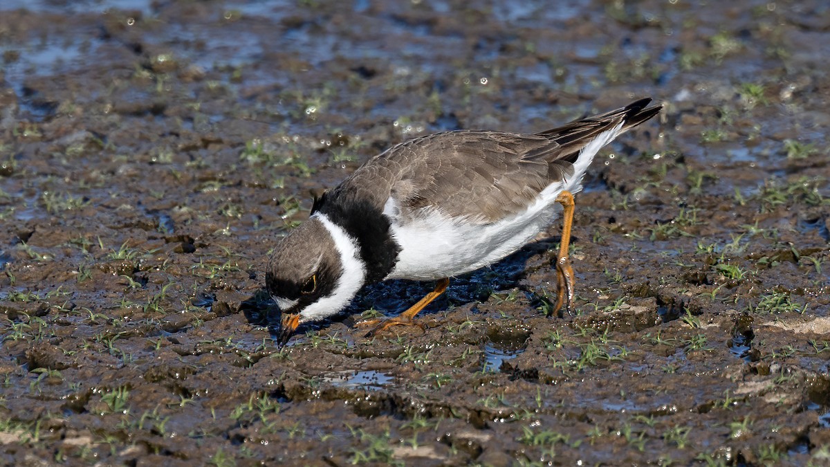 Semipalmated Plover - ML441285821