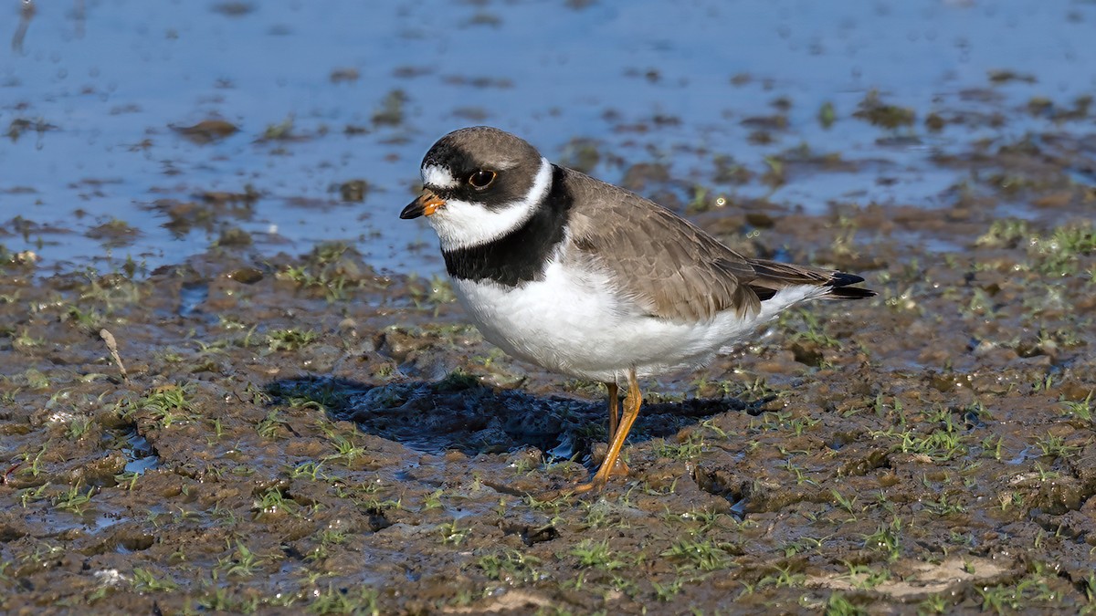 Semipalmated Plover - ML441285831