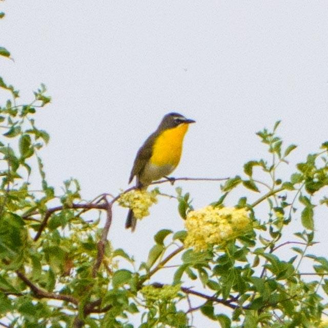 Yellow-breasted Chat - ML441288881