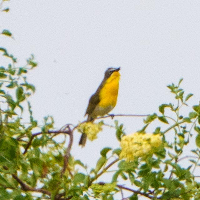 Yellow-breasted Chat - ML441288891