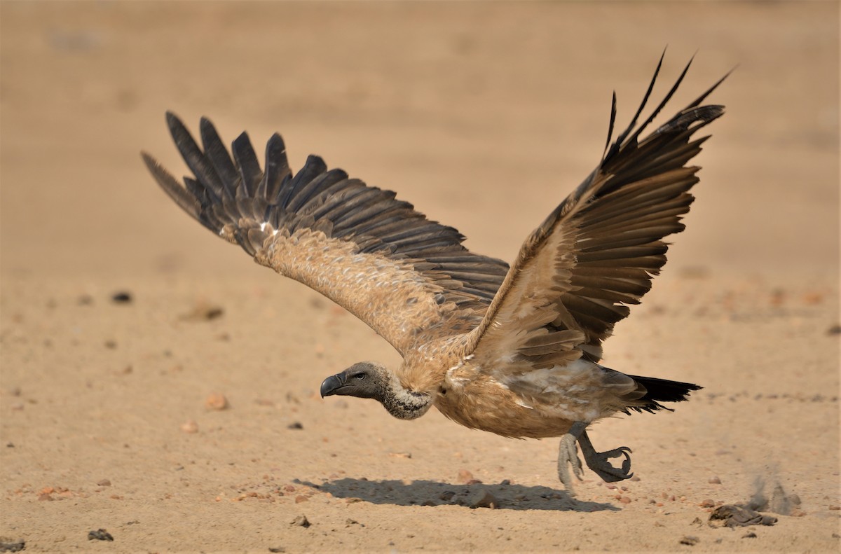 White-backed Vulture - Tomáš Grim
