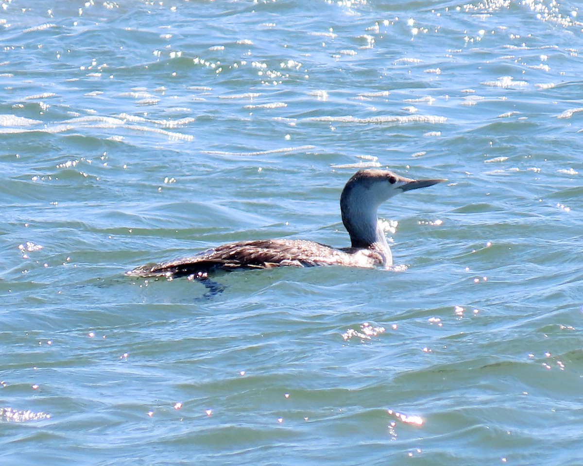 Red-throated Loon - ML441292631