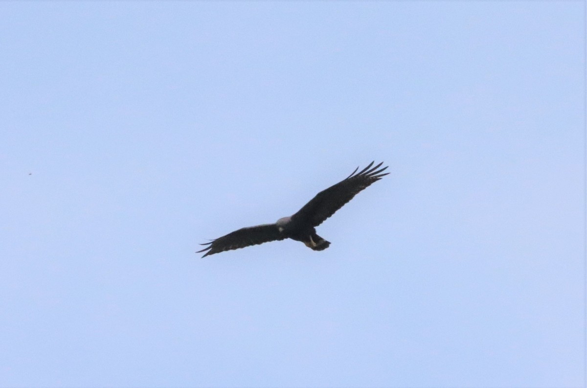 Zone-tailed Hawk - ML441293581