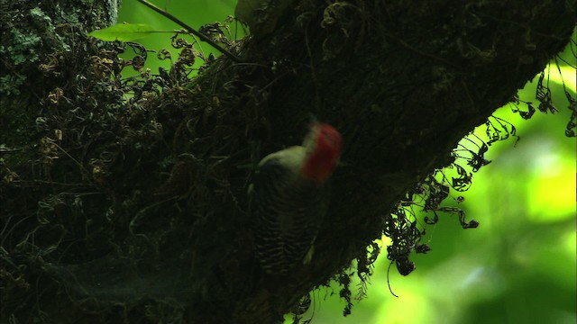 Red-bellied Woodpecker - ML441309