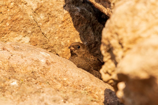 Juvenile emerging from nest searching for its parents. - Magellanic Tapaculo - 