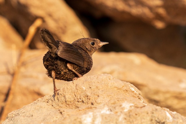 Juvenile rear view. - Magellanic Tapaculo - 