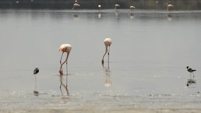 Lesser Flamingo - ML441314891