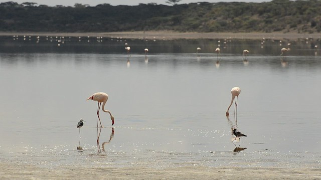 Lesser Flamingo - ML441314941