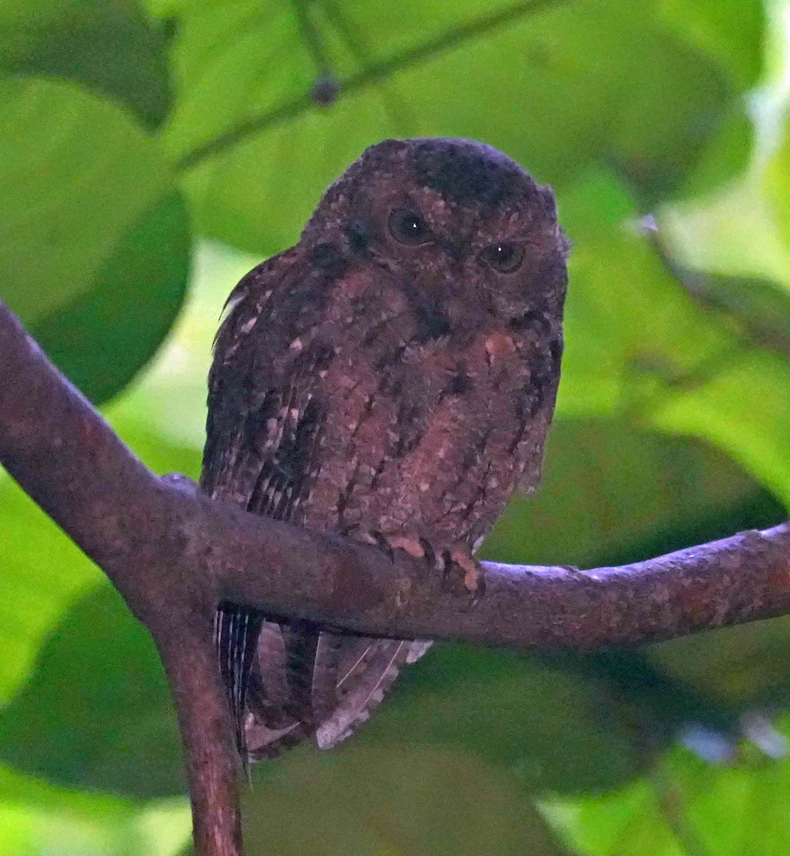 Seychelles Scops-Owl - ML441318801