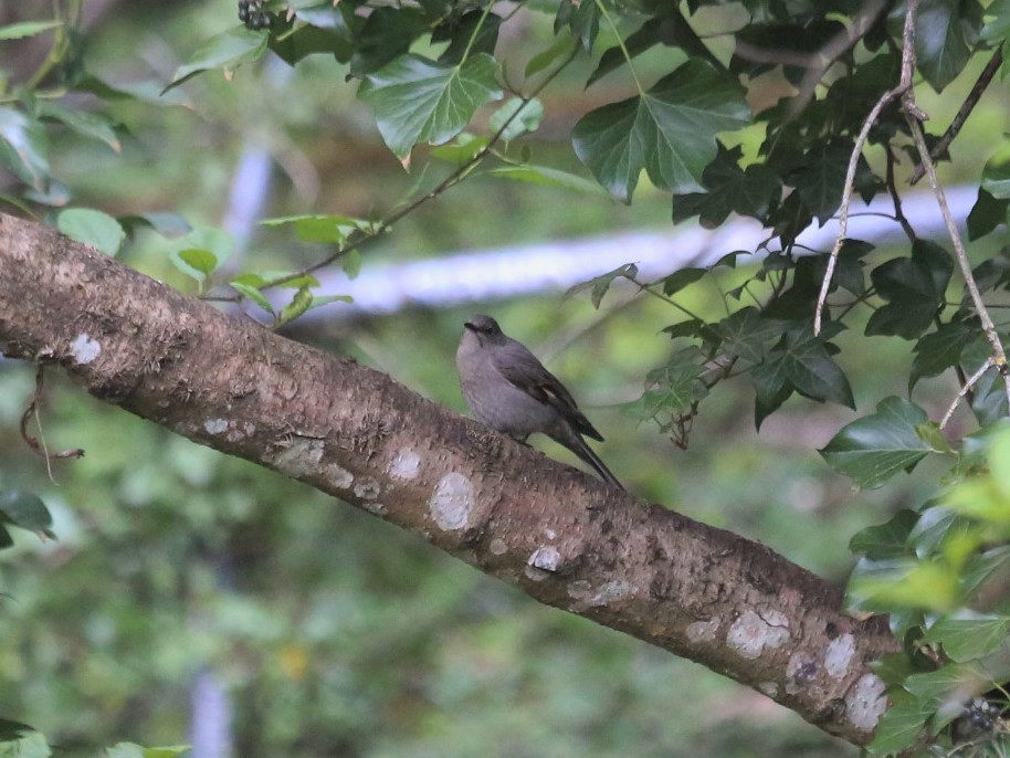 Townsend's Solitaire - ML441318841