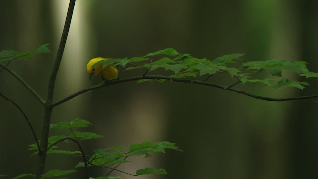 Prothonotary Warbler - ML441322