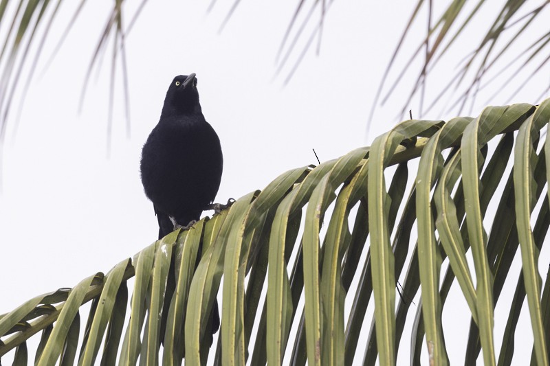 Great-tailed Grackle - ML441324191