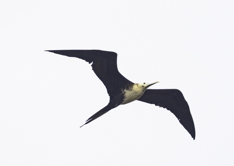 Magnificent Frigatebird - ML441324871