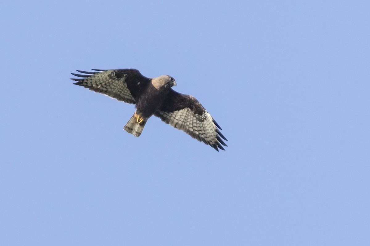 Short-tailed Hawk - ML441325201