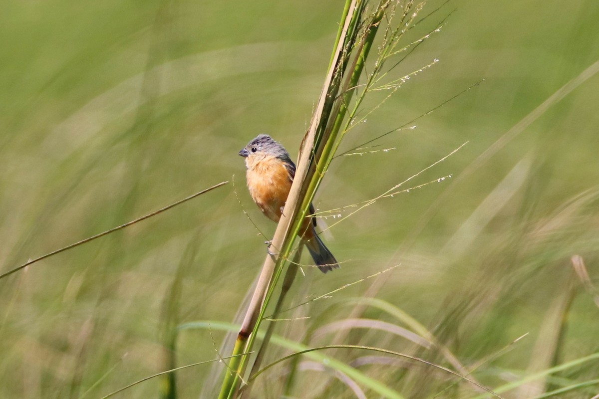 Tawny-bellied Seedeater - ML441325471