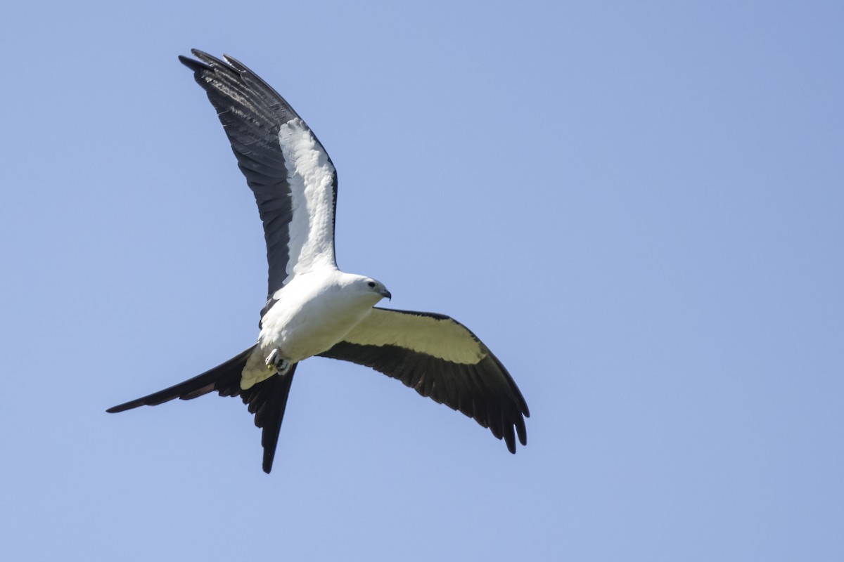 Swallow-tailed Kite - ML441327091