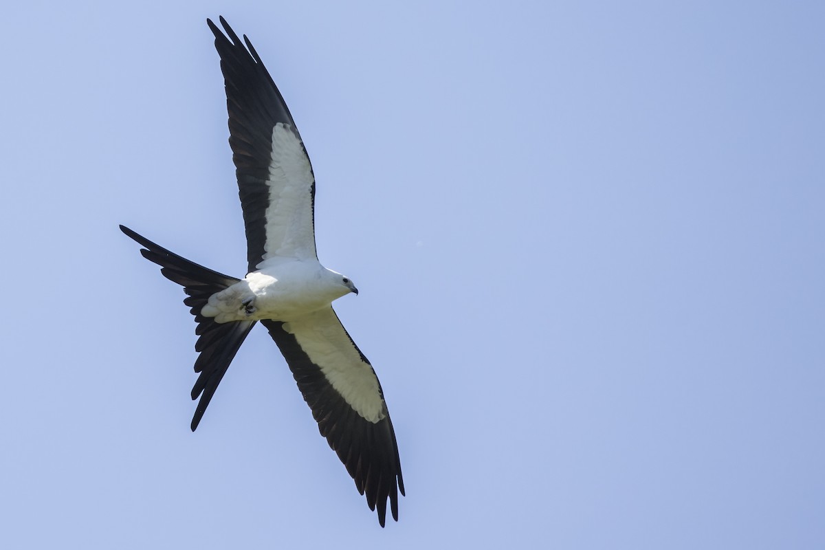 Swallow-tailed Kite - ML441327111