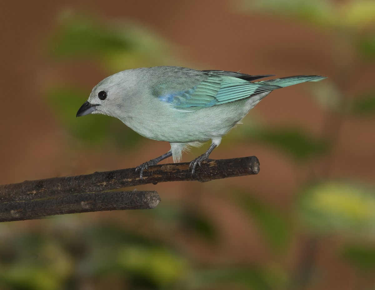 Blue-gray Tanager - ML44132731