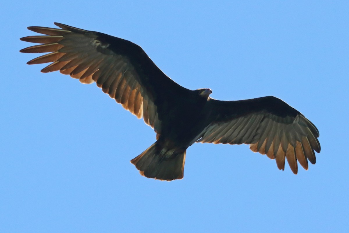 Lesser Yellow-headed Vulture - Darío Jung