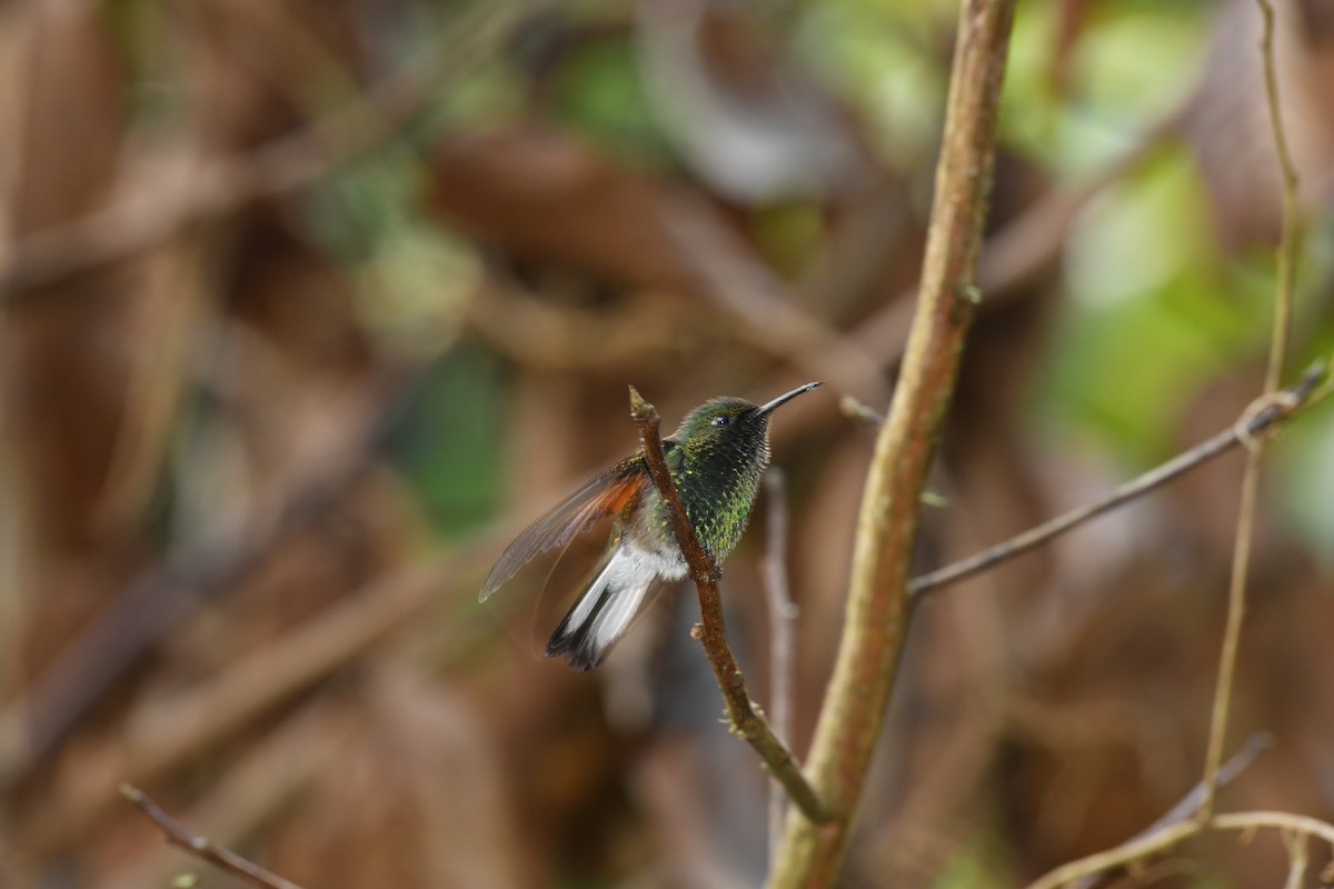 Stripe-tailed Hummingbird - ML44132981