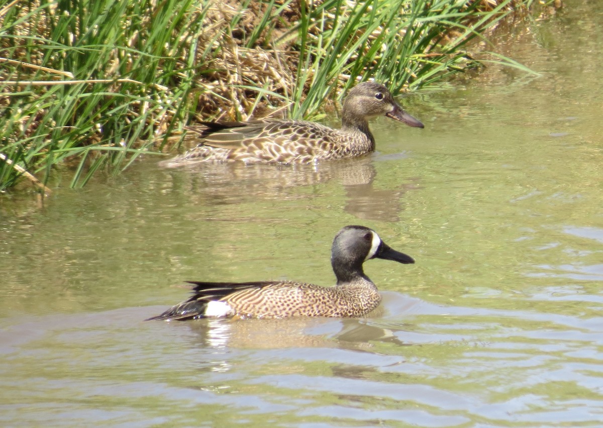 Blue-winged Teal - ML441330651