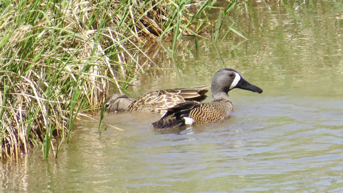 Blue-winged Teal - ML441330921