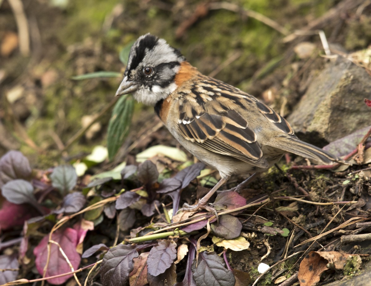 Rufous-collared Sparrow - ML44133101