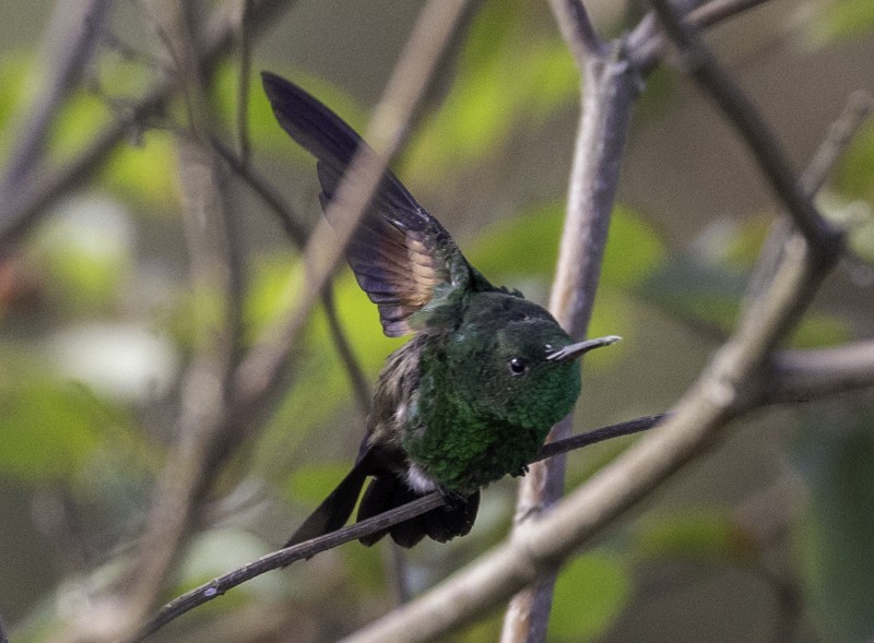 Blue-tailed Hummingbird - Sergio Rivero Beneitez