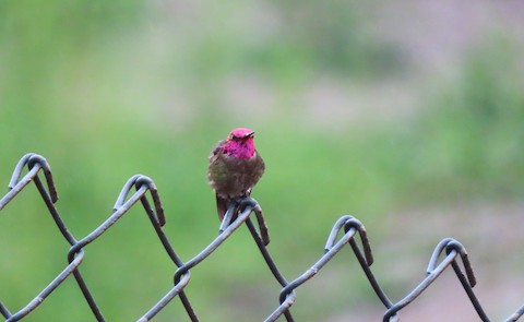 Anna's Hummingbird - Lena Hayashi