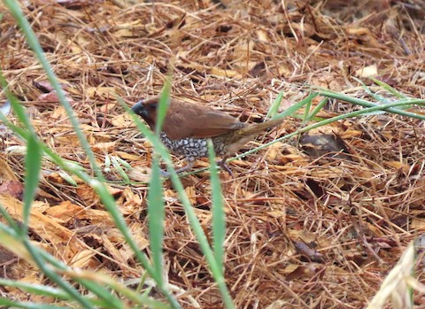 Scaly-breasted Munia - Lena Hayashi