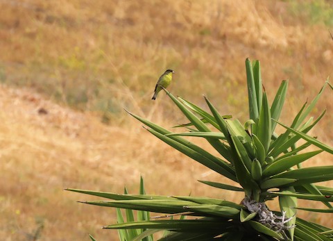 Lesser Goldfinch - Lena Hayashi