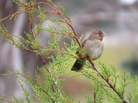 California Towhee - Lena Hayashi