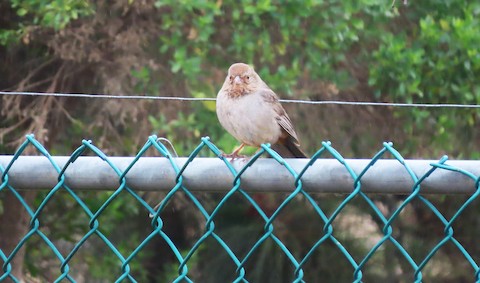 California Towhee - Lena Hayashi