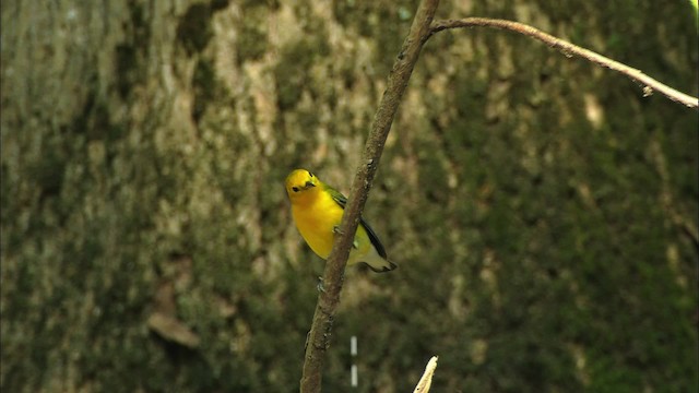 Prothonotary Warbler - ML441337