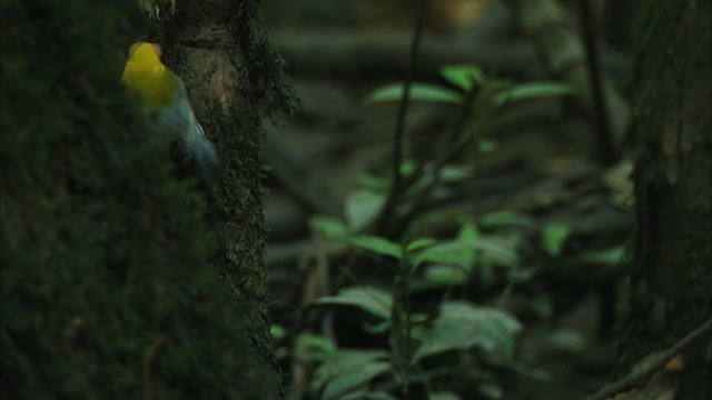 Prothonotary Warbler - ML441340