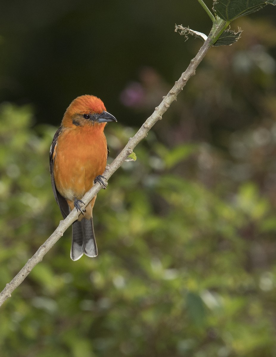 Flame-colored Tanager - ML44134051