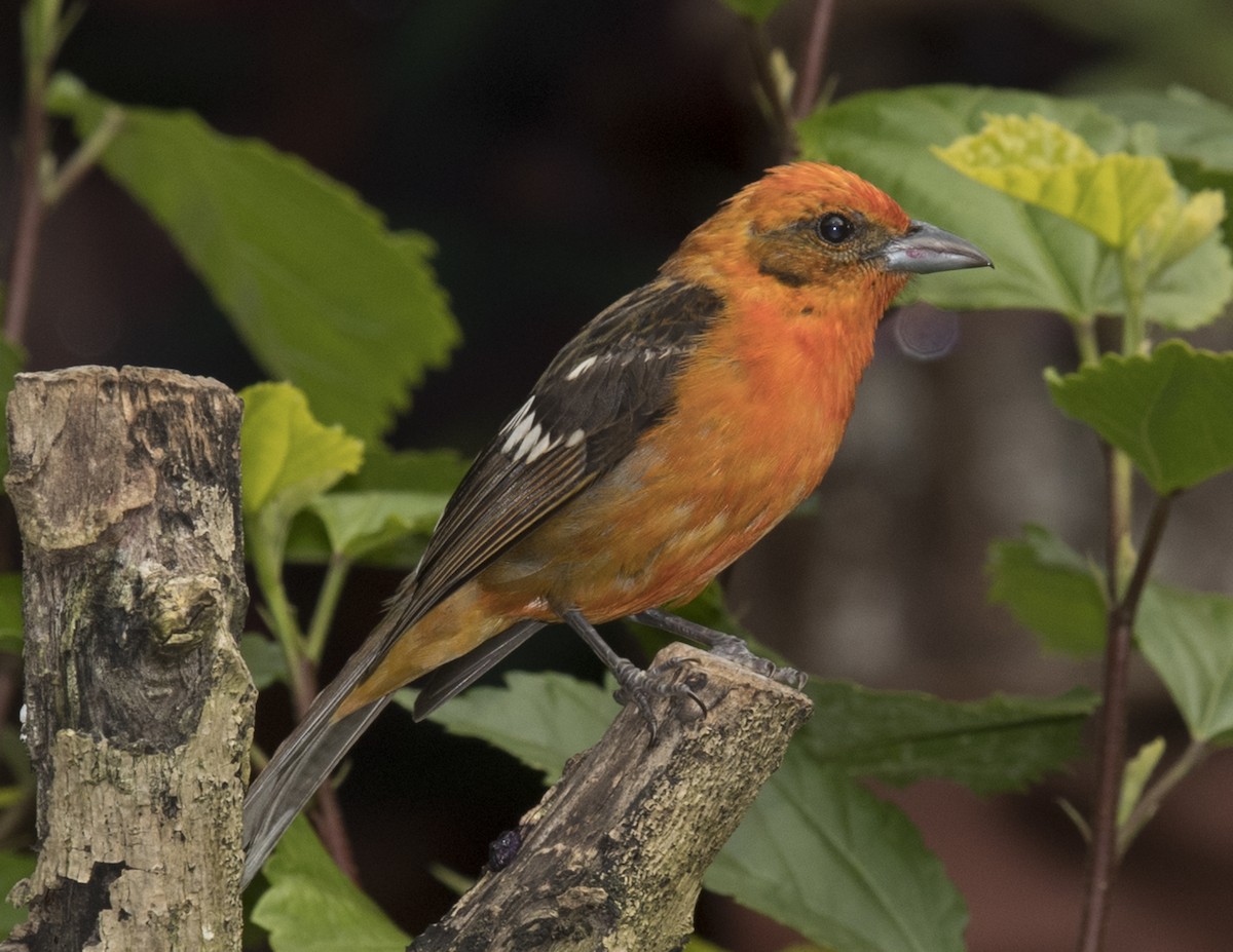 Flame-colored Tanager - ML44134091