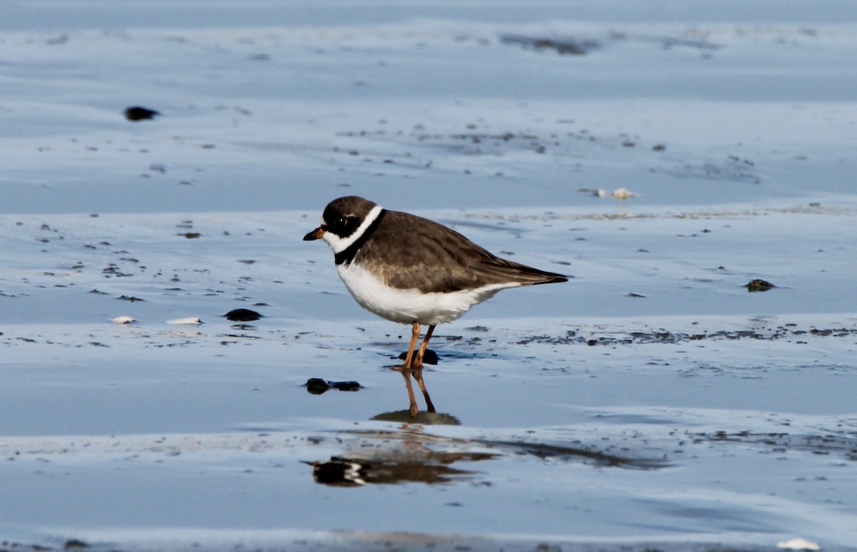 Semipalmated Plover - ML441343411