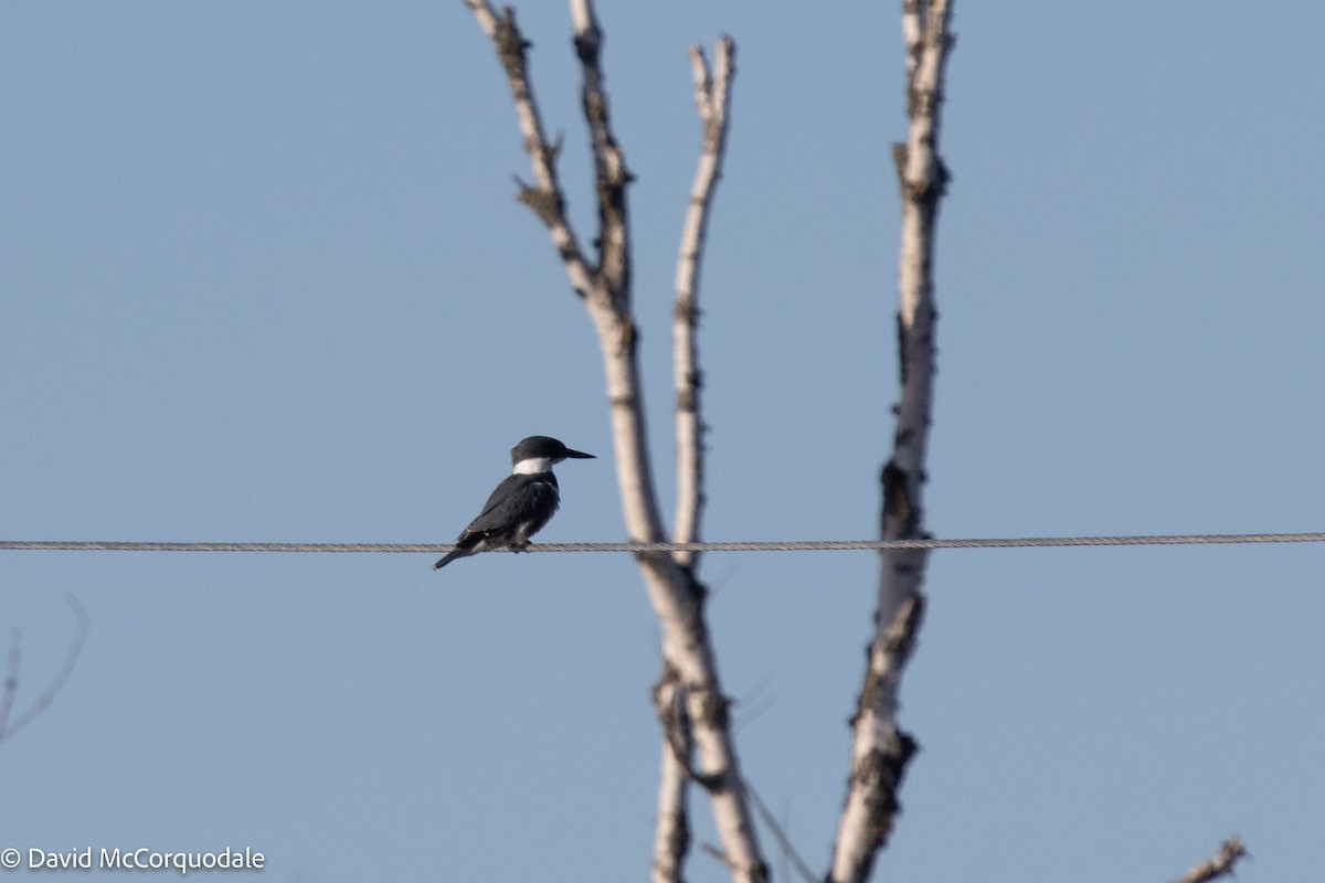 Belted Kingfisher - ML441345811