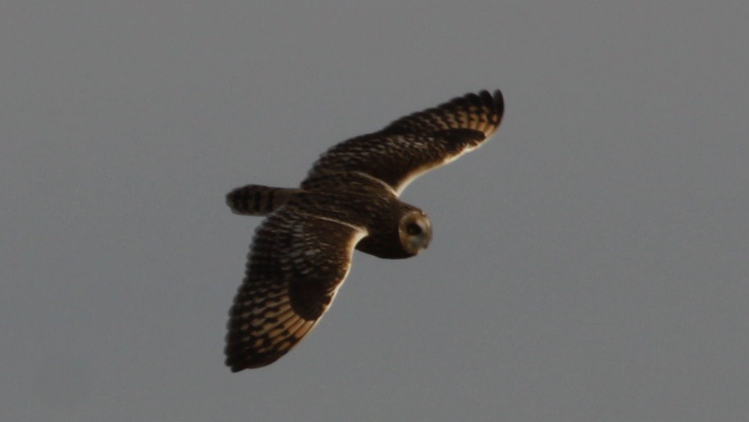 Short-eared Owl - ML441345971