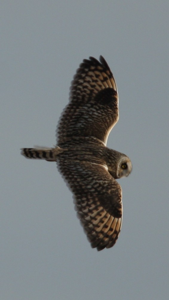 Short-eared Owl - ML441345981