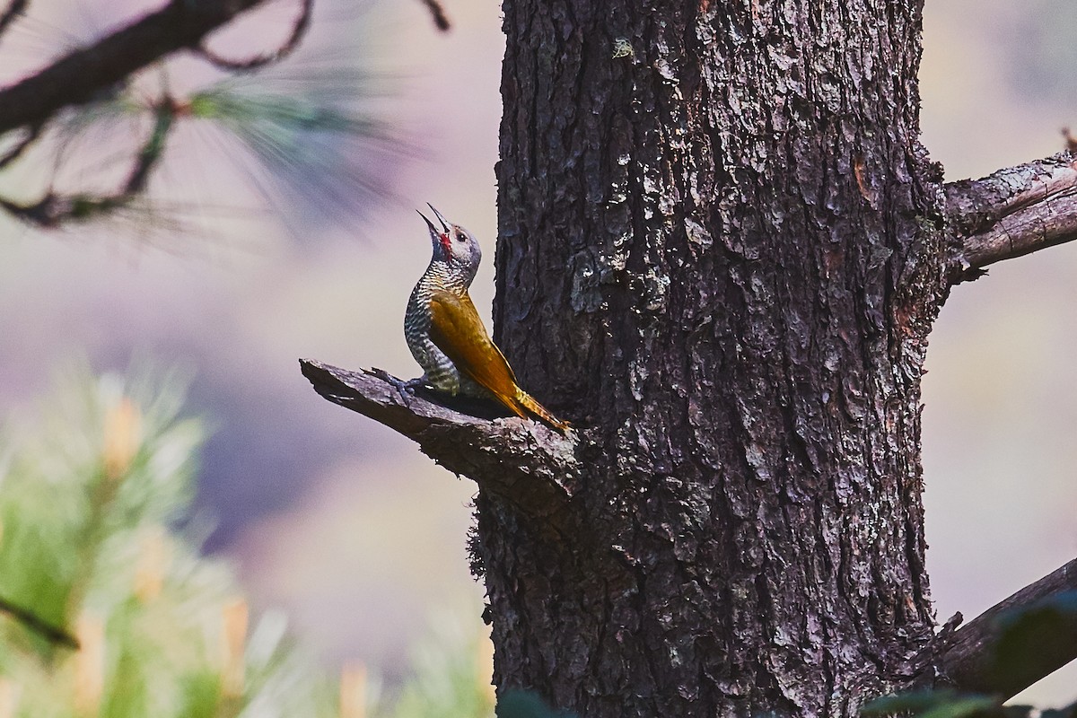 Gray-crowned Woodpecker - ML441347511