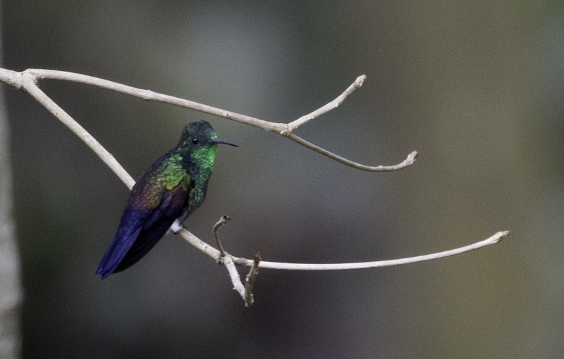 Blue-tailed Hummingbird - ML441347531