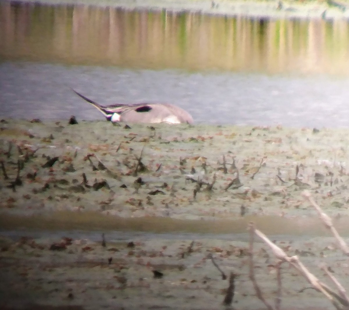 eBird Checklist 28 Apr 2022 Eagle Bluffs CA 62 species